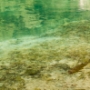 Plitvička jezera, one of the lakes and a fish